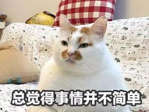 快手网红小矮人,快手网红的逆袭之路  第3张