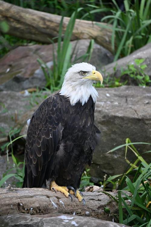 老鹰 资料,老鹰的传奇与智慧  第2张