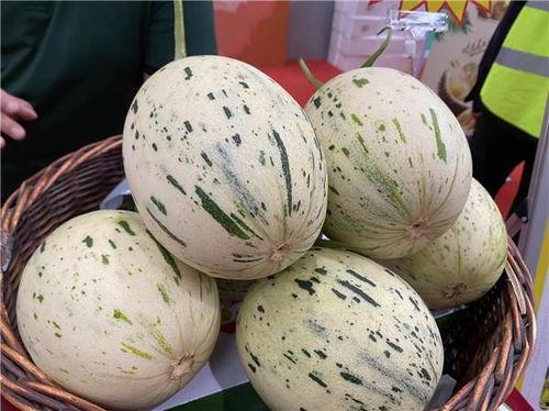 流星瓜照片,流星瓜摄影作品赏析